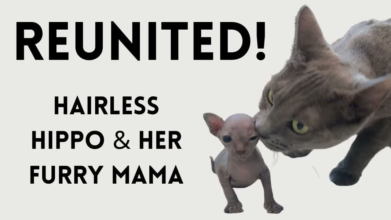 REUNITED! Hippo is Back With Her Mama!