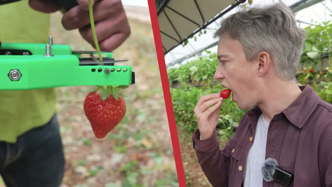 Why robots still can't pick strawberries