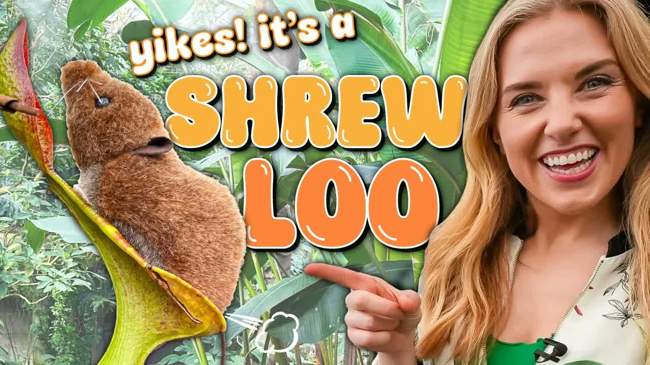 How do carnivorous plants work? | Meet the poo eating plant! | Maddie Moate