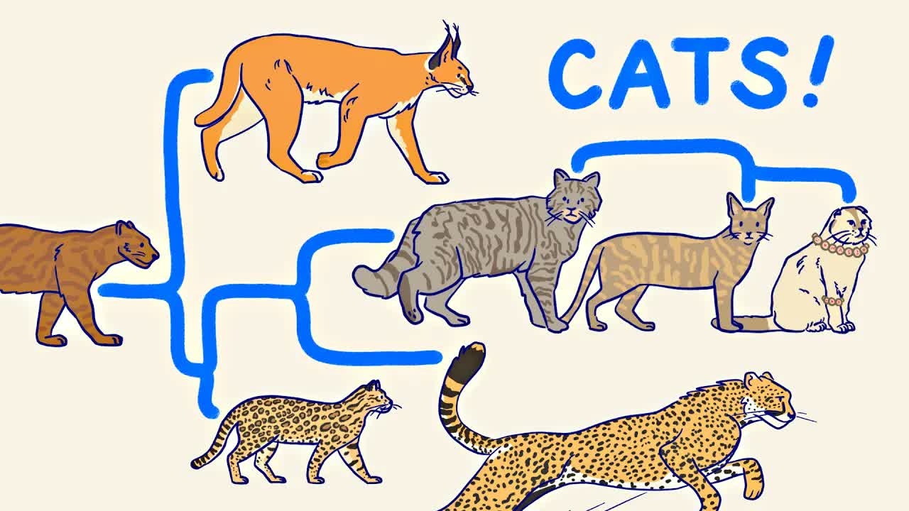 ALL THE CATS, EXPLAINED