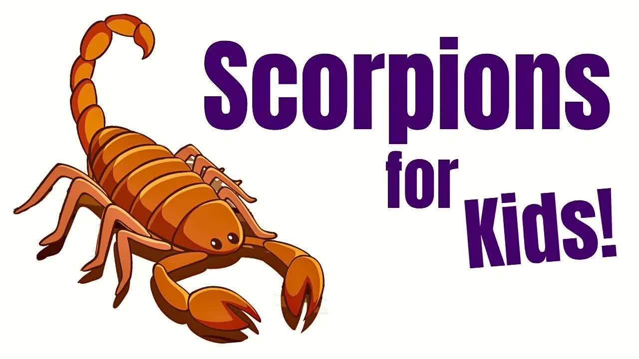 Scorpions for Kids | Scorpion Facts and Anatomy