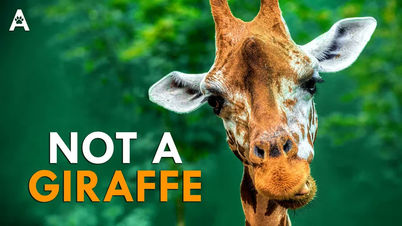 There's No Such Thing As A Giraffe