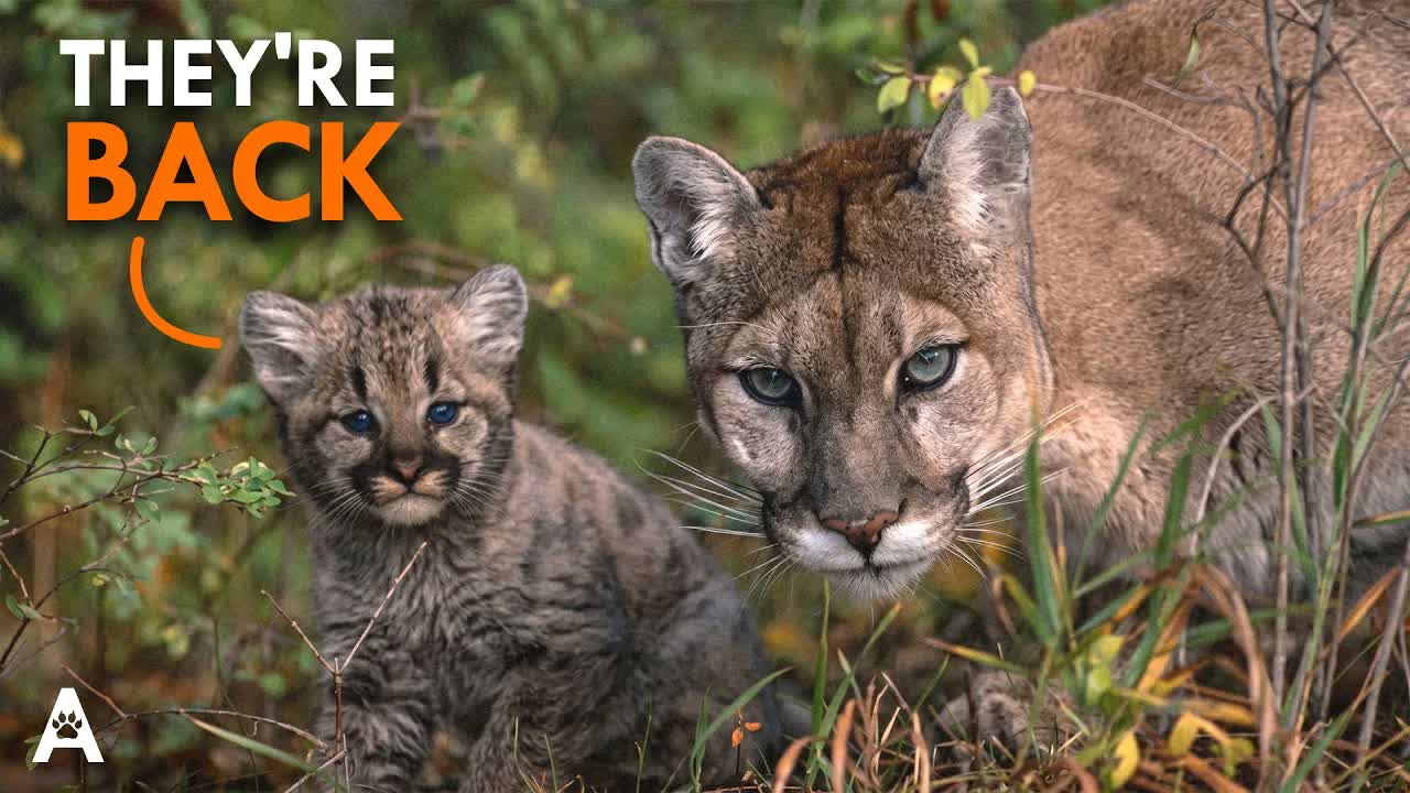 We Were Wrong About Eastern Cougars
