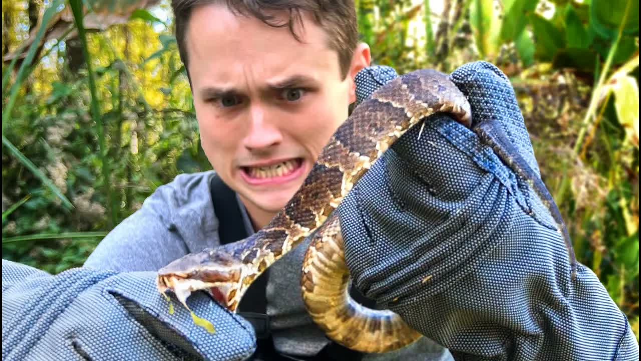 Viper Bite Test - DO NOT ATTEMPT