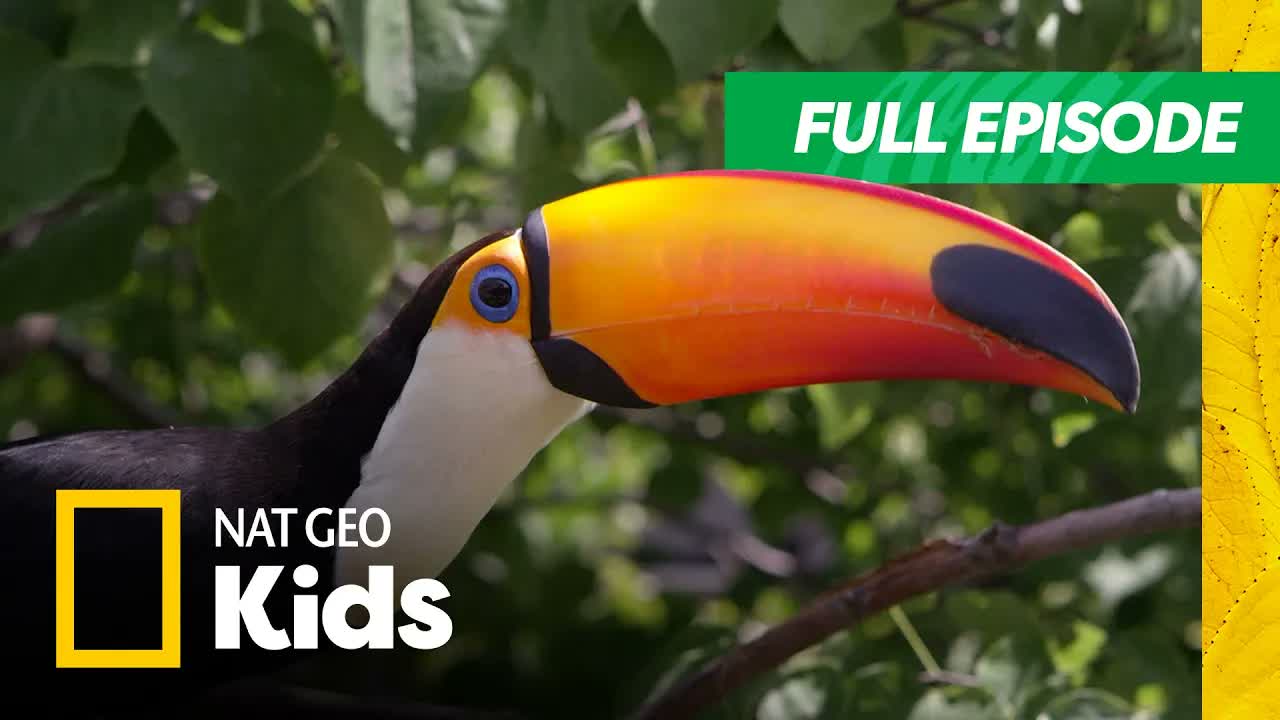 Jaguar Bites and More Jungle Superpowers | Super Animals Full Episode | Nat Geo Kids