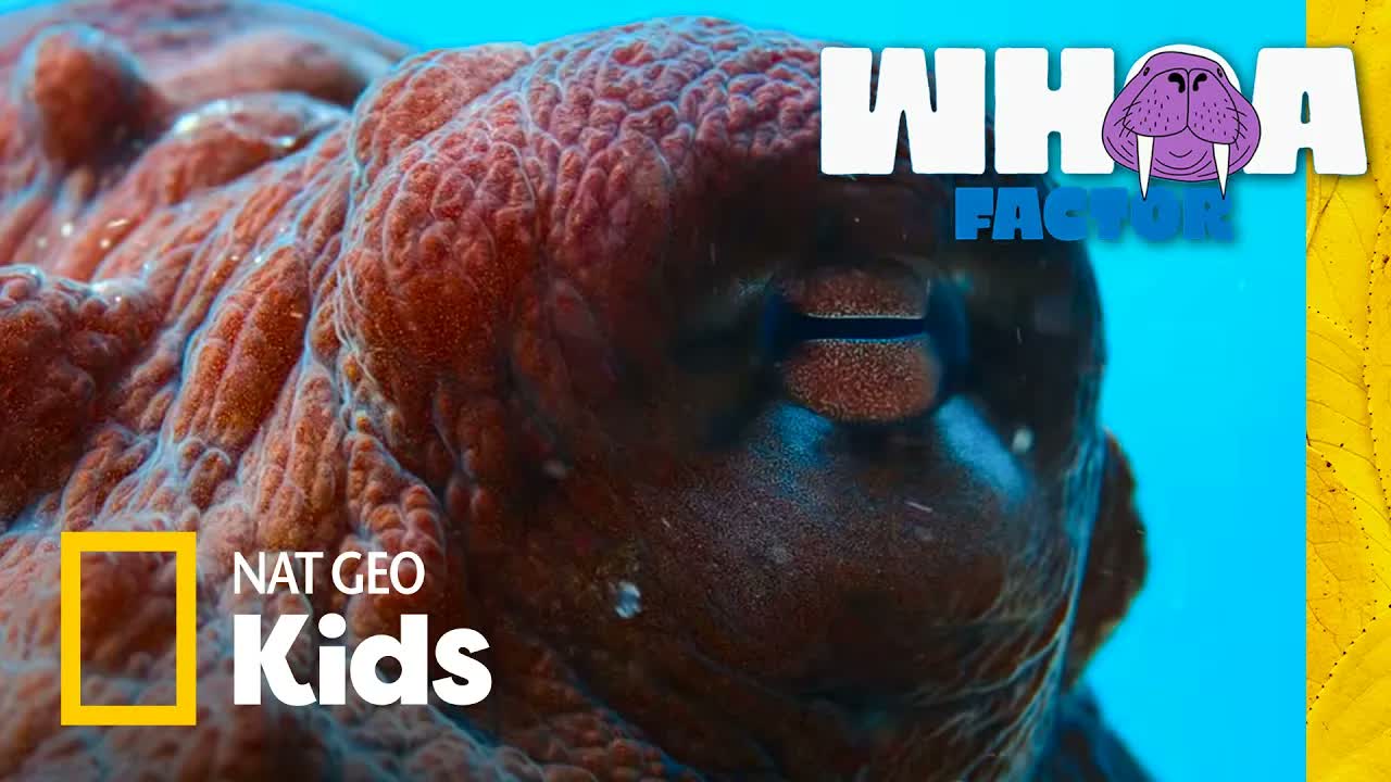 Octopus Showdown 🐙 | Whoa Factor | Nat Geo Kids
