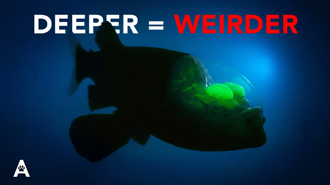 The Mariana Trench Gets Stranger With Every Kilometer
