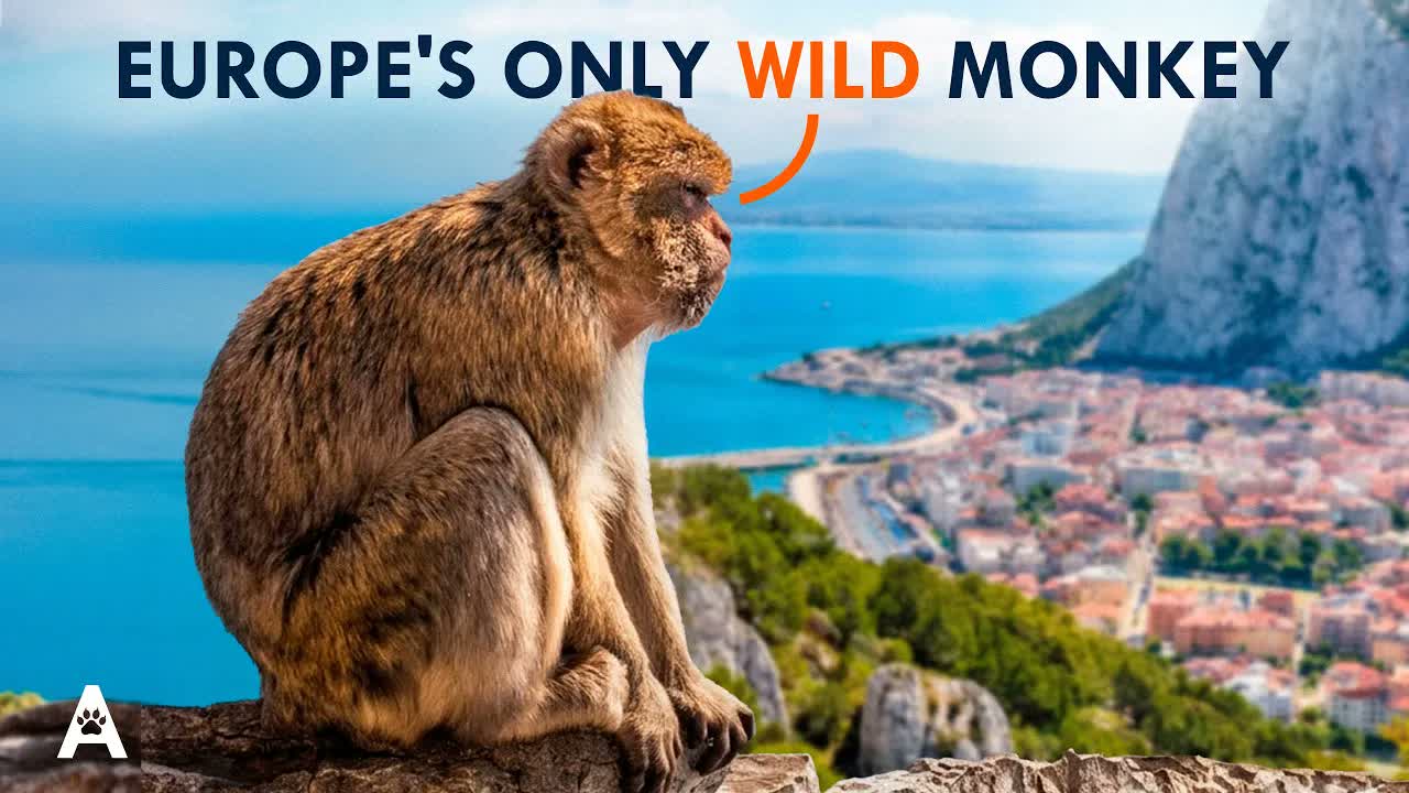 Barbary Macaque: Europe's Only Wild Monkey