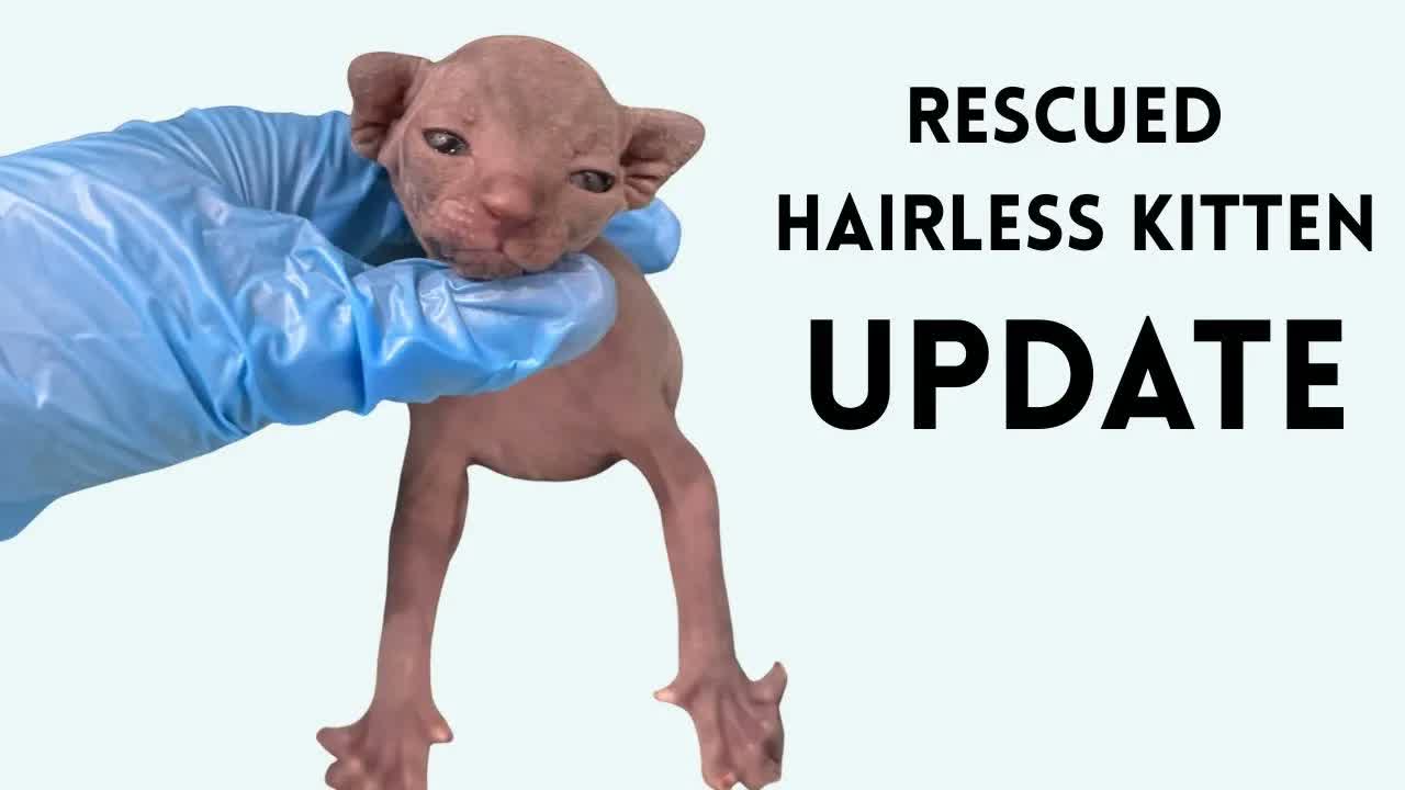 Update: Hippo the Hairless Kitten and her Furry Family