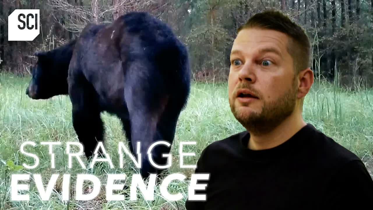 Bear or Bigfoot?! | Strange Evidence | Science Channel