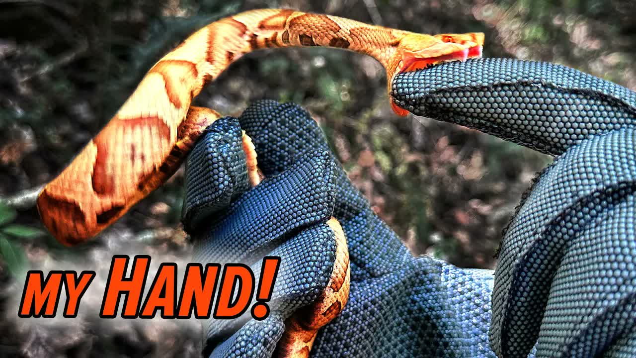 BITTEN by a Venomous Snake!