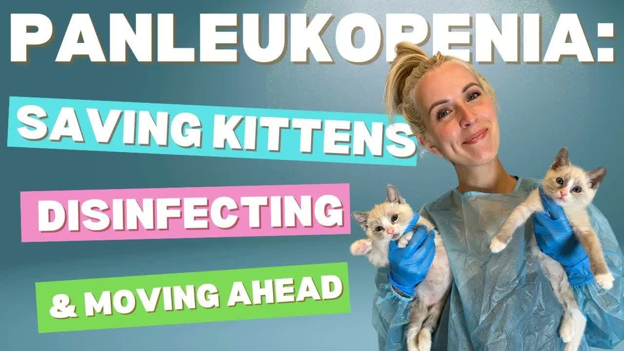 Saving Panleukopenia Kittens (Recovery, Disinfection & Fostering After!)