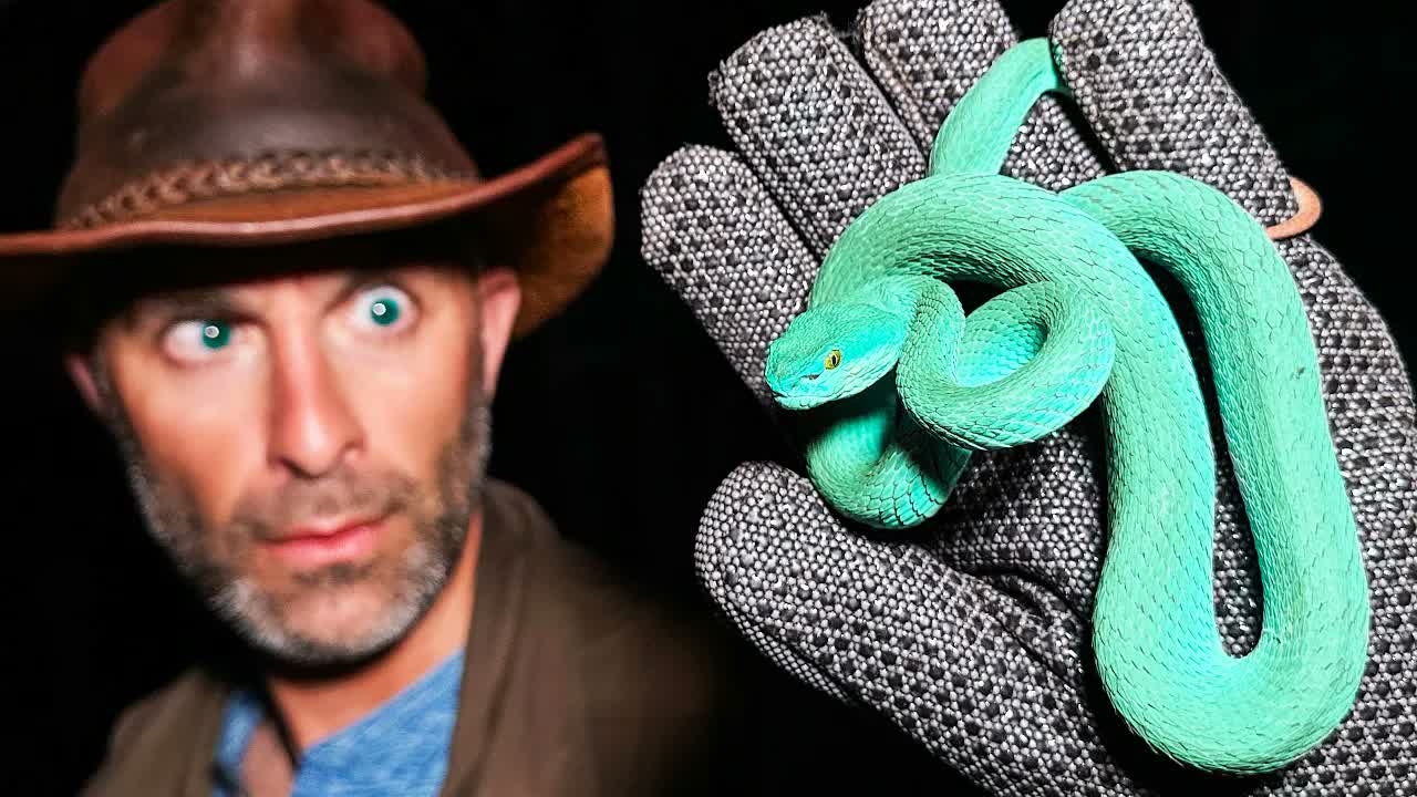 Super Rare Blue Viper Caught!