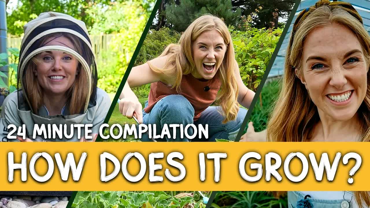 How does it grow? | Pollination, Exploding cucumbers and Pineapples! |Compilation for kids