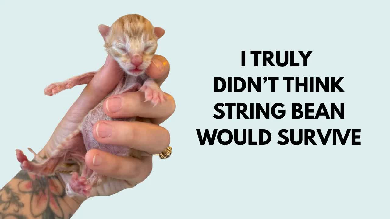 3 Newborn Kittens, 3 Sleepless Nights