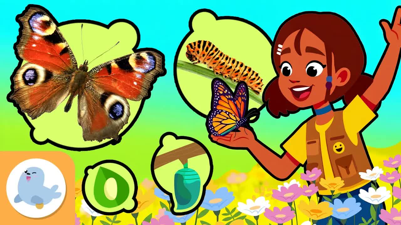 🦋 BUTTERFLIES and METAMORPHOSIS 🌿 From an Egg to an Adult Butterfly