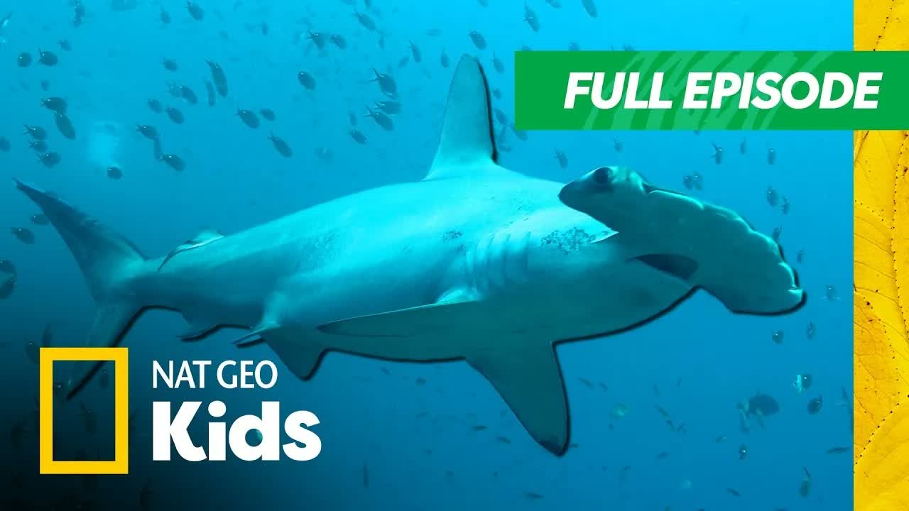 Sharks Controlled by the Moon?! | Shark Side of the Moon: Lunar Legends | SHARKFEST🦈 | Nat Geo Kids