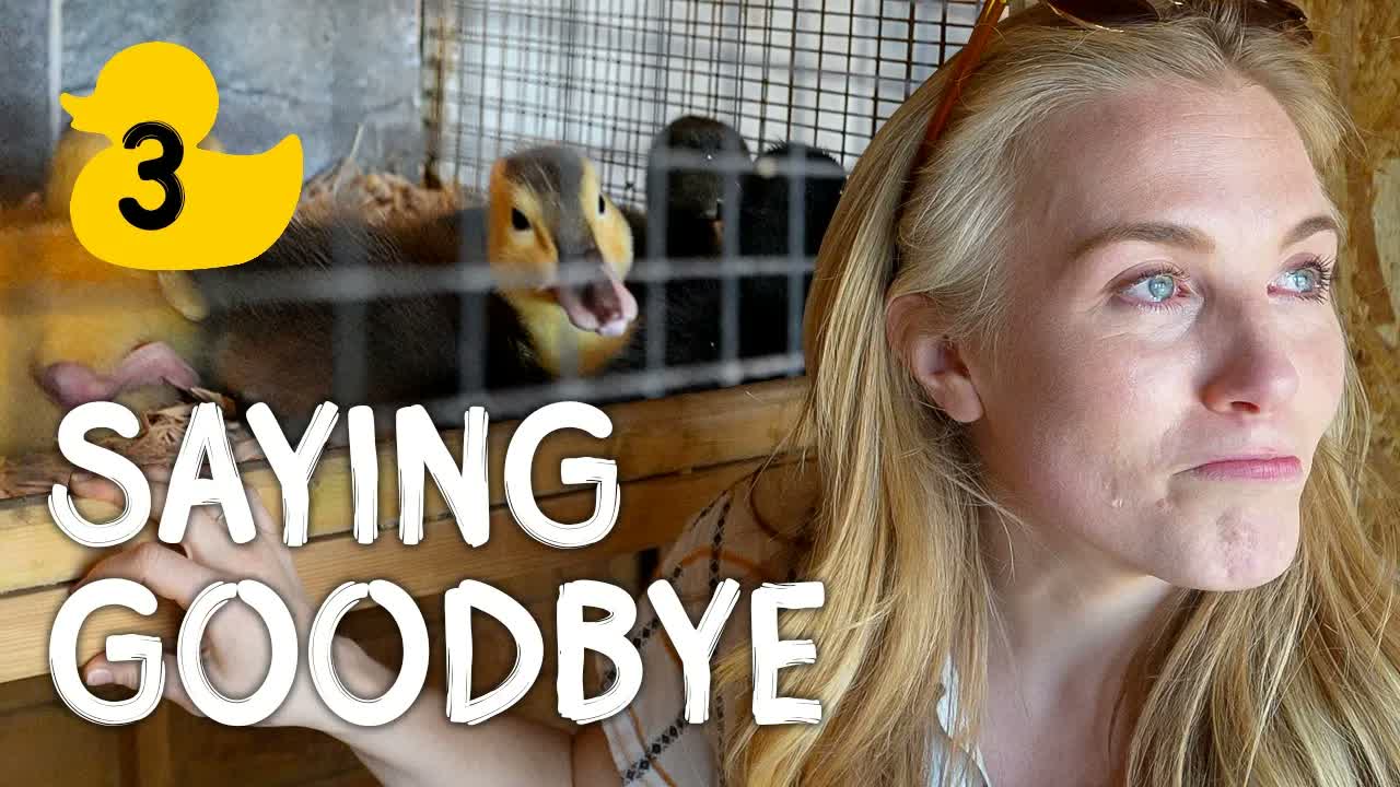 Duckling's First Swim and Saying Goodbye | Maddie's Duck Diaries - Part 3/3