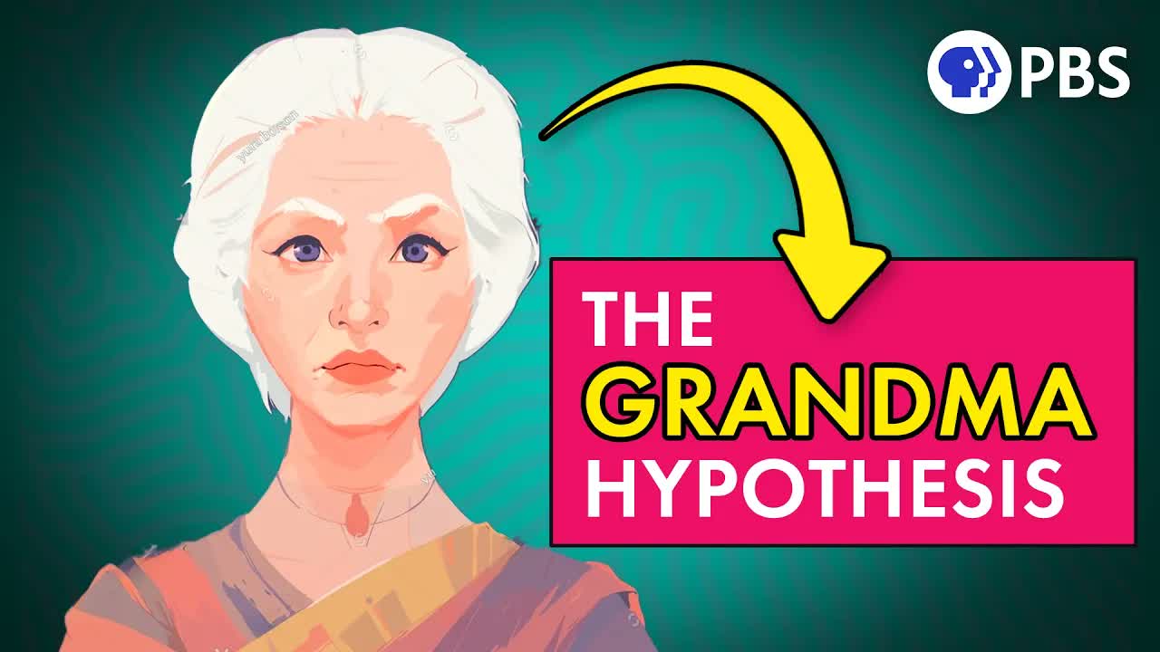 Why Your Grandmother Is an Evolutionary Mystery