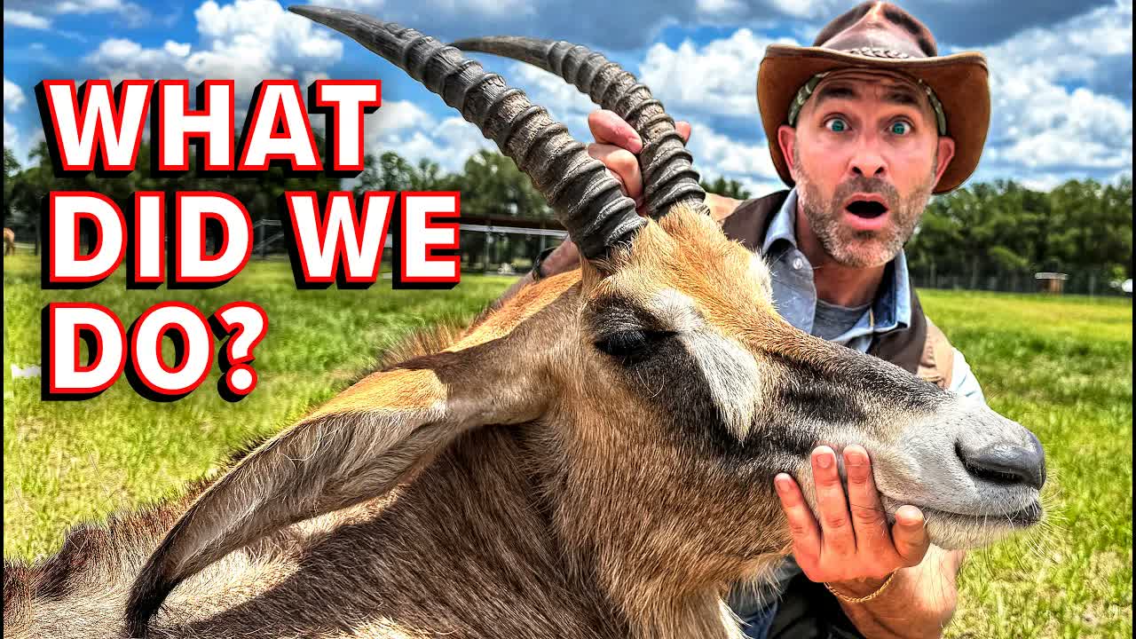 We Shot an Antelope for Conservation.