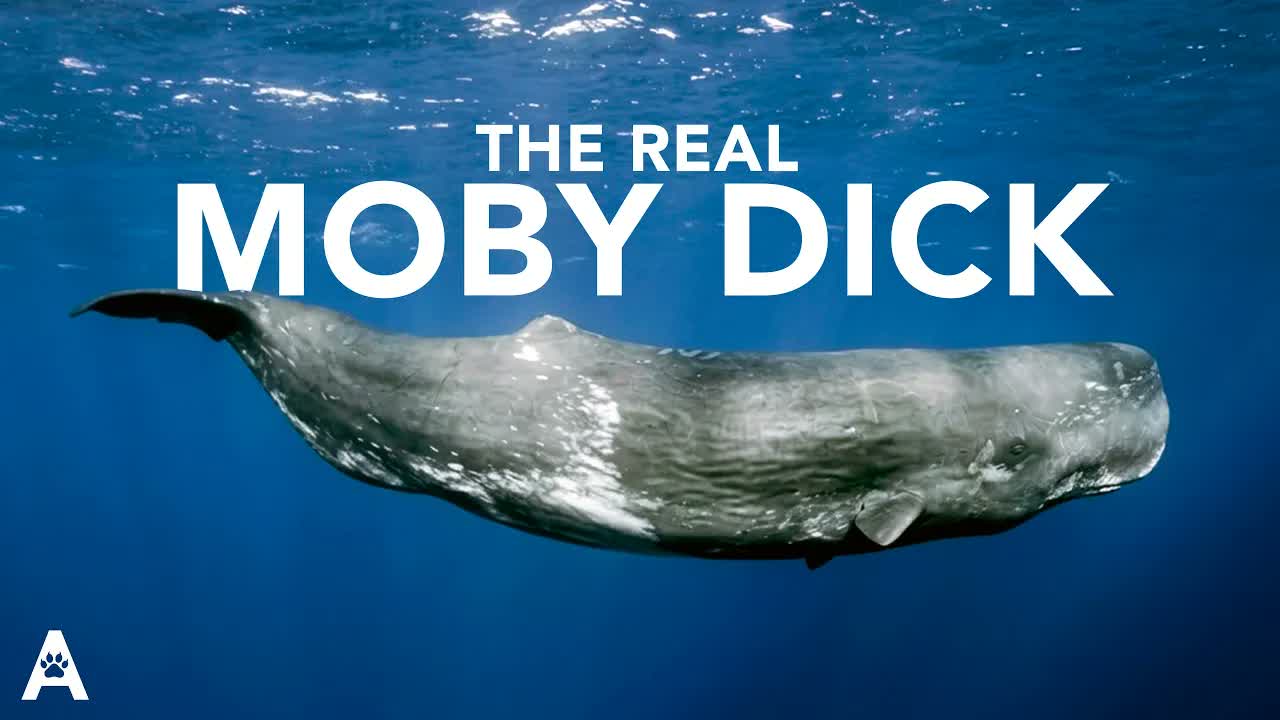 The Real Whale That Sank the Ship Behind Moby Dick
