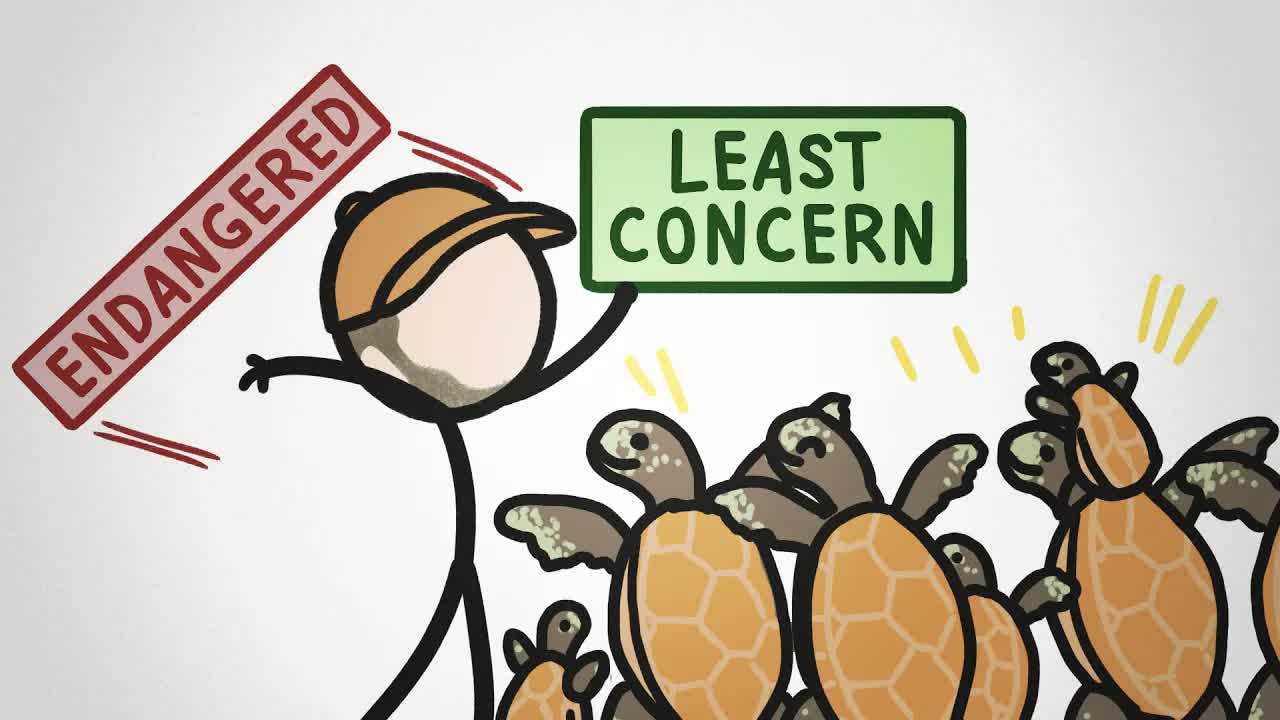 The Sea Turtle Cheat Code