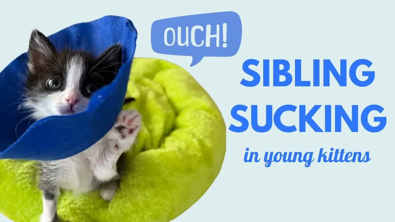 Sibling Sucking: What to Do When Kittens Nurse on Each Other