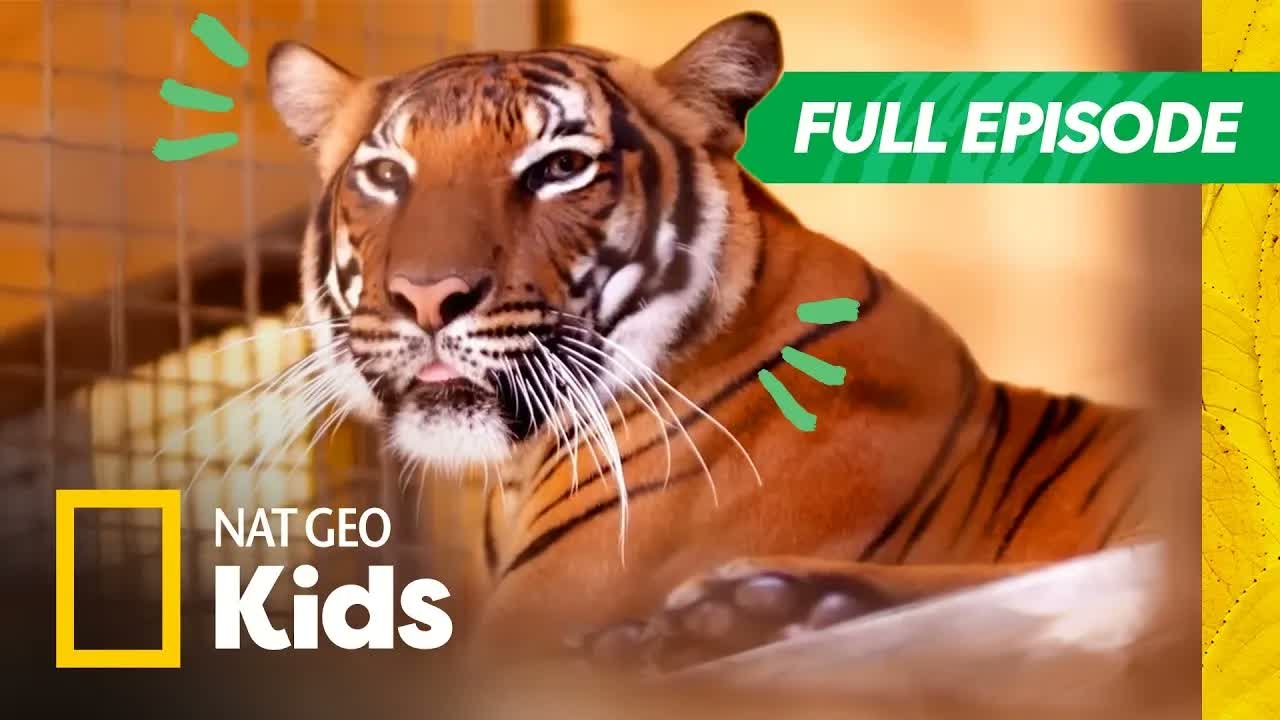 Baby Penguin Hatches + Tiger's New Home! 🐧🐯 | Secrets of the Zoo: Tampa Full Episode | Nat Geo Kids