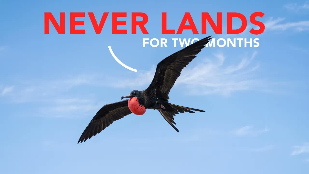 This Bird Flew 54,000 km Without Touching Ground Once