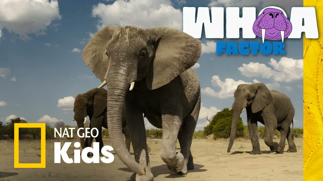 Elephants 🐘 (From Trunk to Tail!) | Whoa Factor | Nat Geo Kids