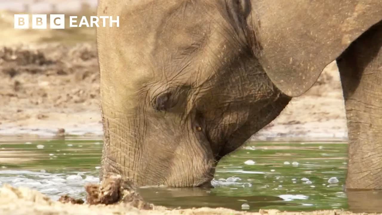 Uncovering the Secret Lives of Forest Elephants | BBC Earth
