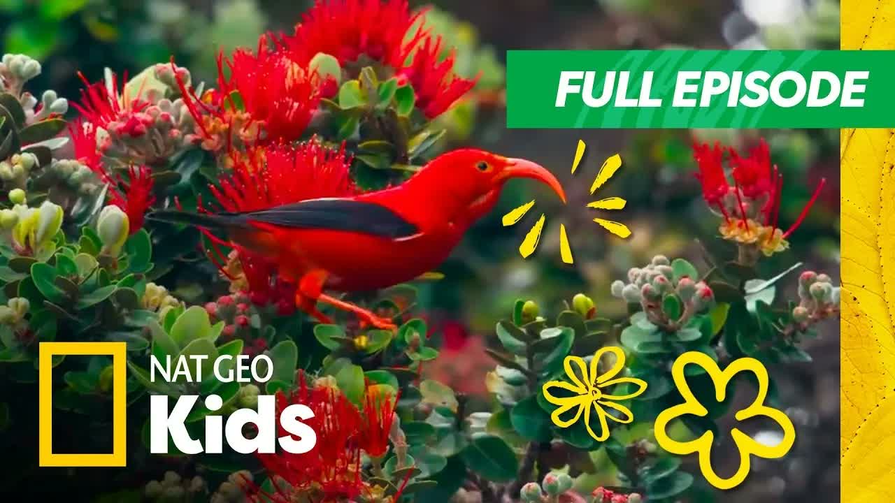 How to Live in Lava + More Extreme Adaptations 😱 | America's National Parks | Nat Geo Kids