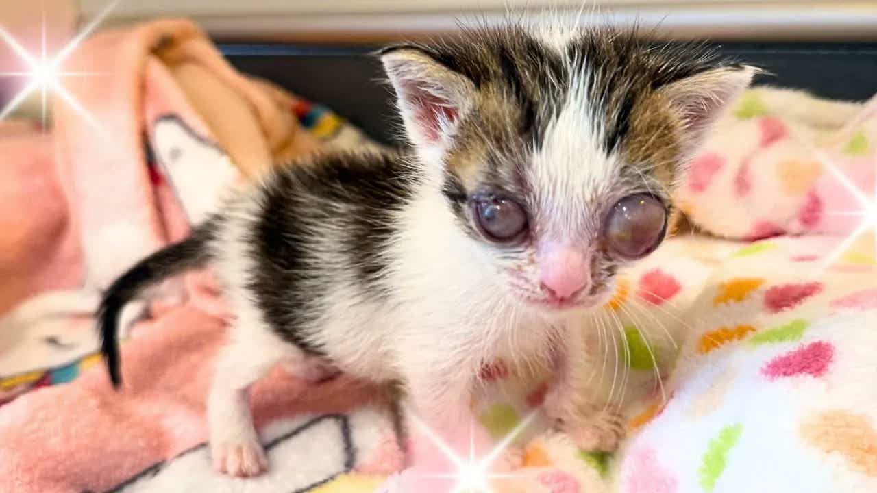 Oh dear...we rescued ANOTHER kitten with bad eyes!