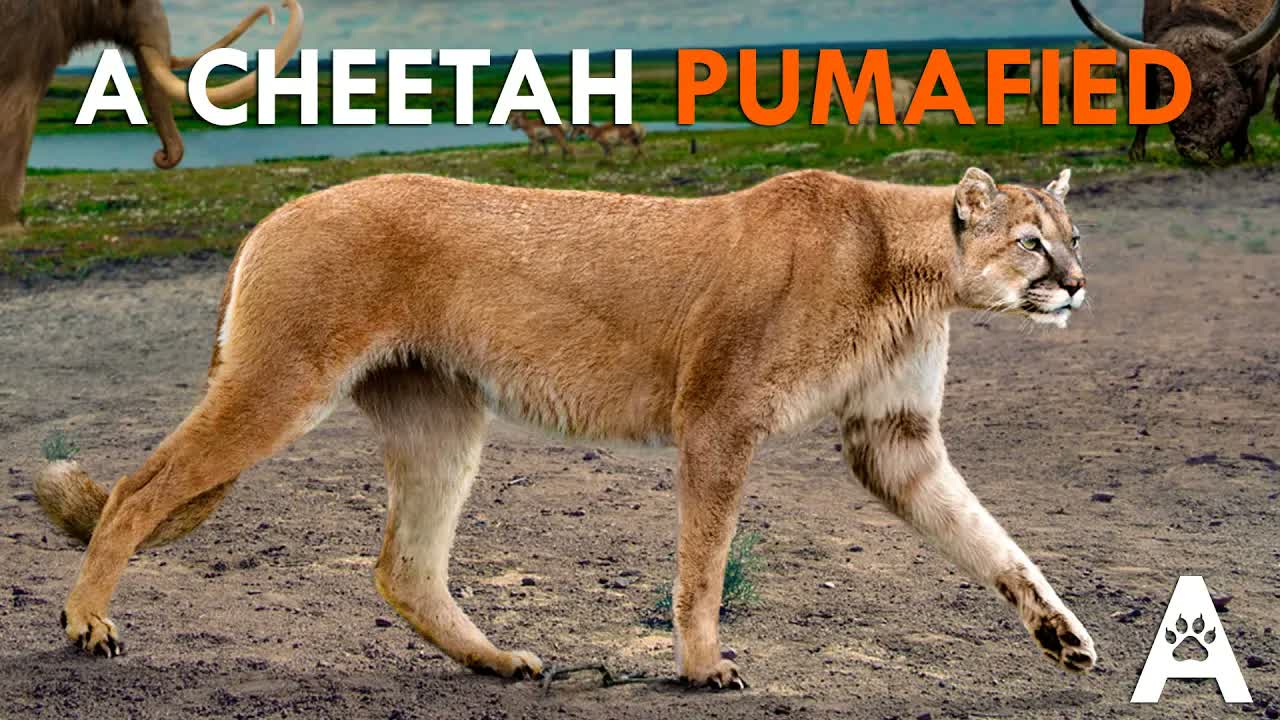 What the “American Cheetah” Actually Was