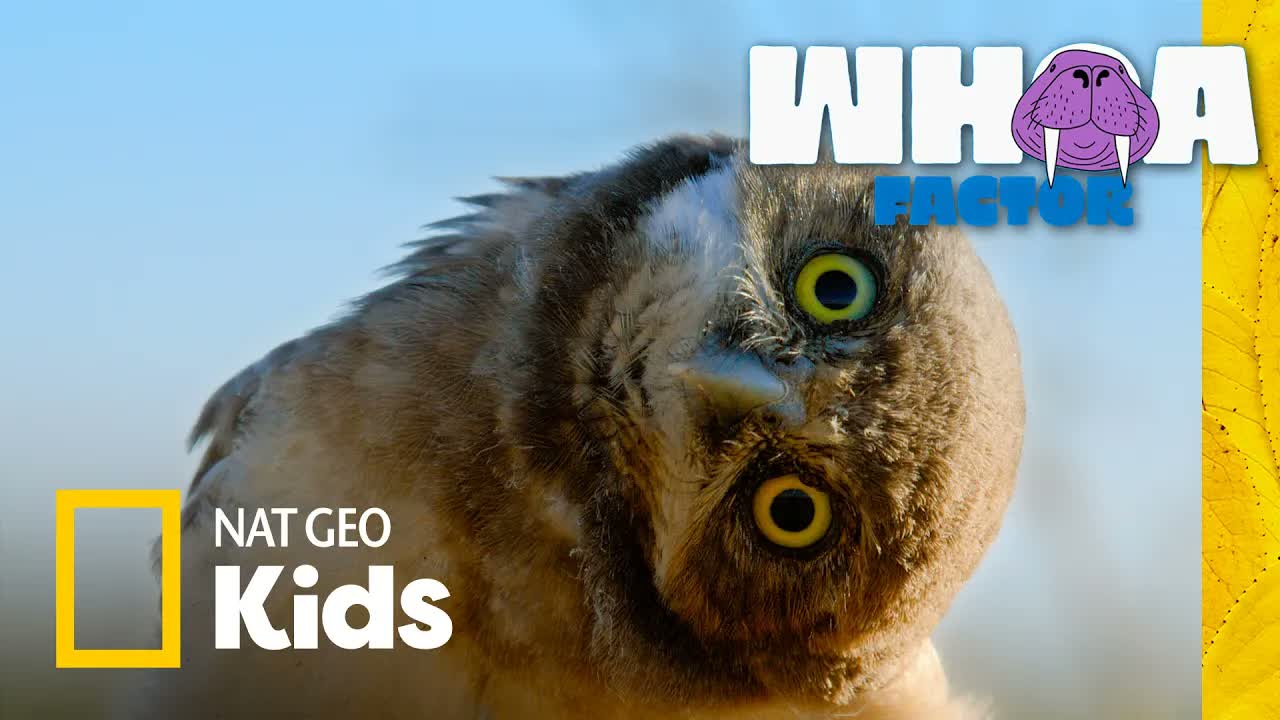 Battle of the Birds: Eagles vs. Hawks vs. Owls | Whoa Factor | Nat Geo Kids