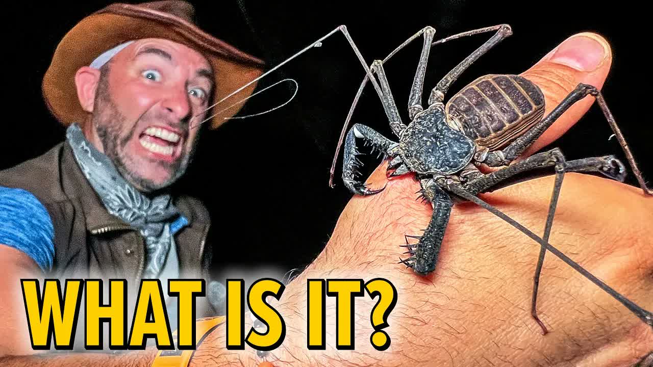 Cave Alien Found - Does it Bite?