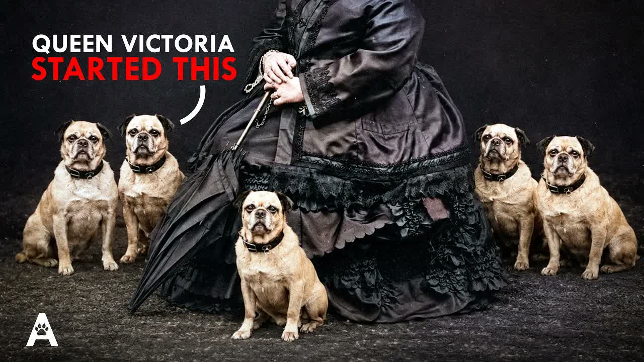 Queen Victoria Owned 600 Dogs — and Started This Problem
