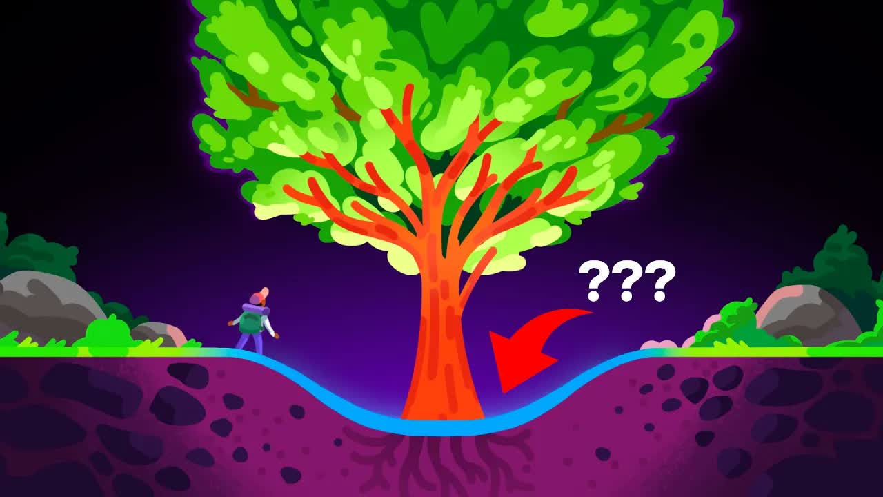 Why Are There No Holes Around Trees?