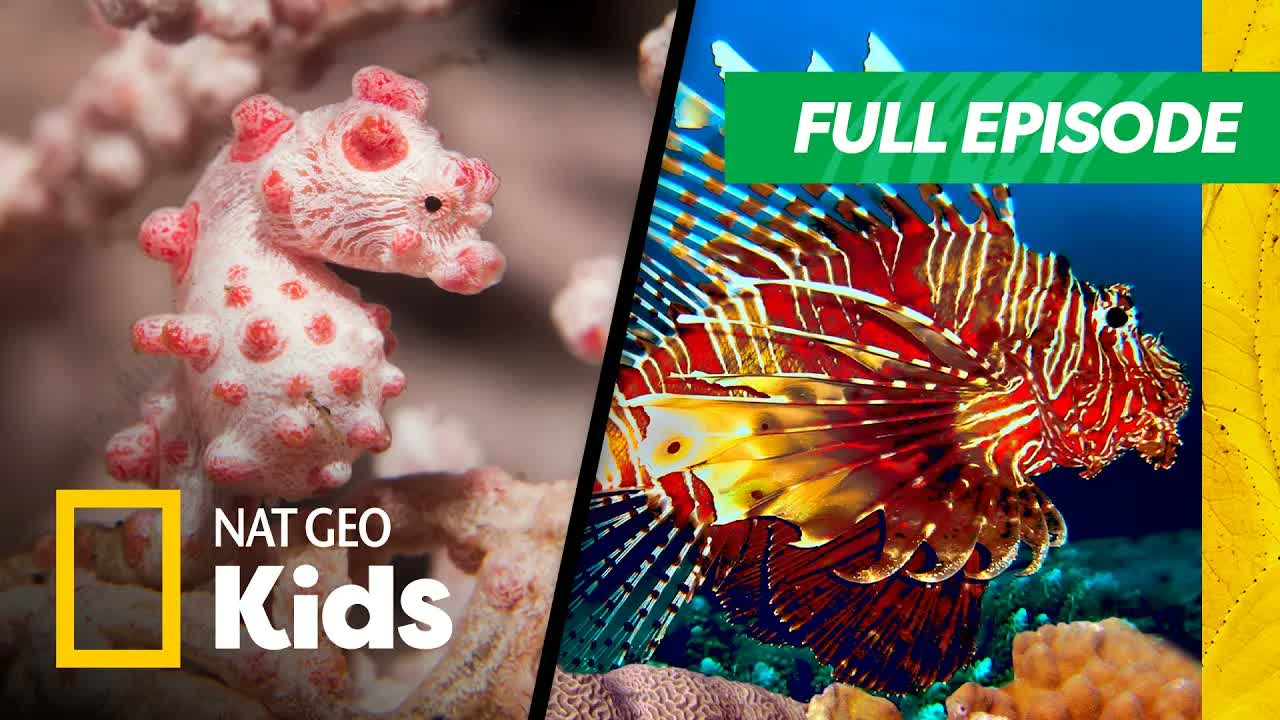 Animal Royal Rumble 👑 | Funny Animal Video | You're Called What?! | Nat Geo Kids