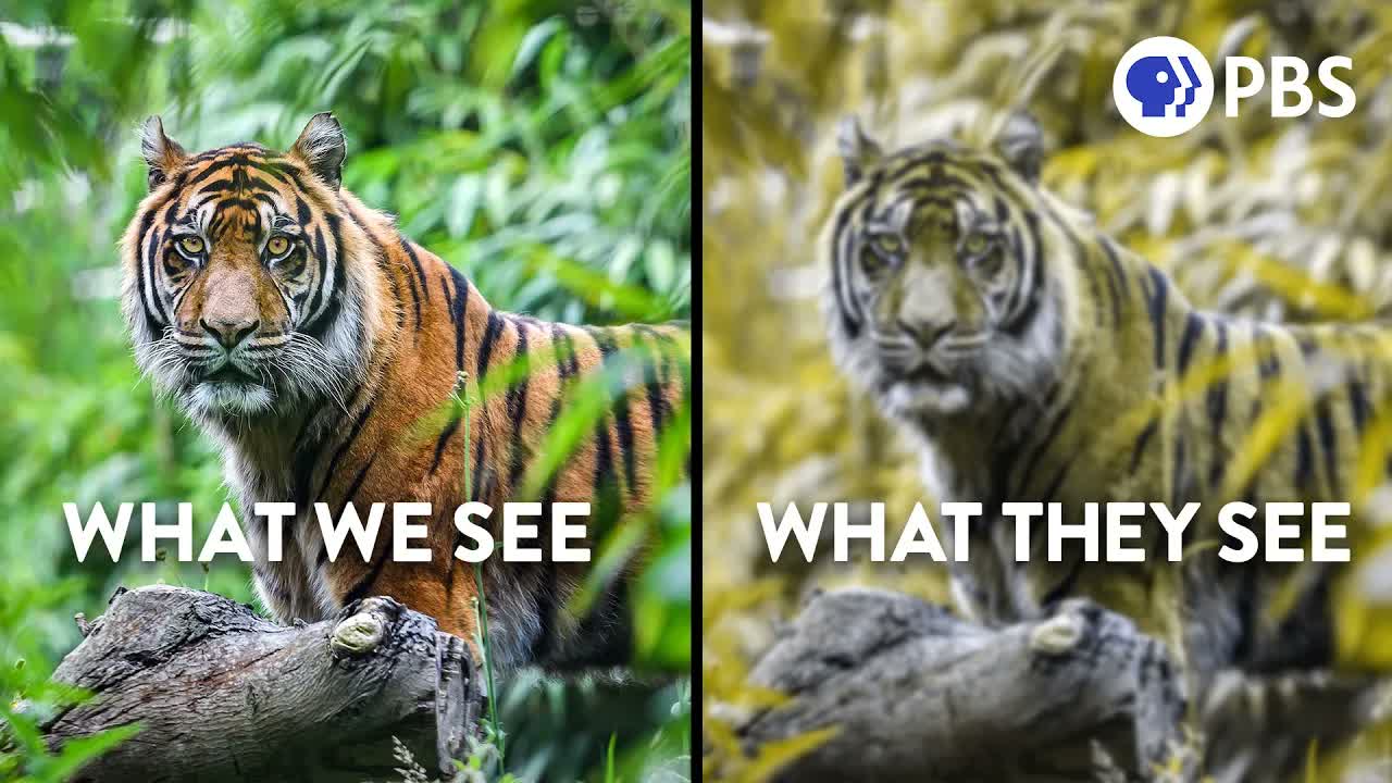 Camouflage Isn't What It Appears To Be
