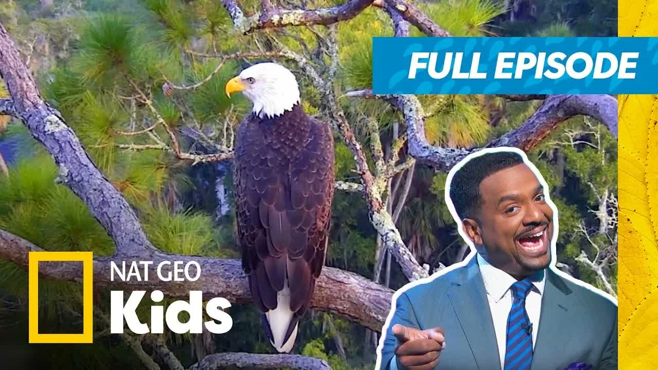 America's Funniest Animal Videos! 🤣 | Eagles, Octopuses, & More! | Full Episode | @natgeokids
