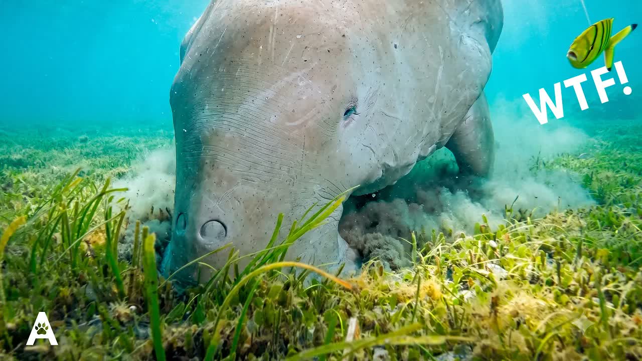 This Animal Eats 1,500 Hamburgers Worth of Seagrass a Day