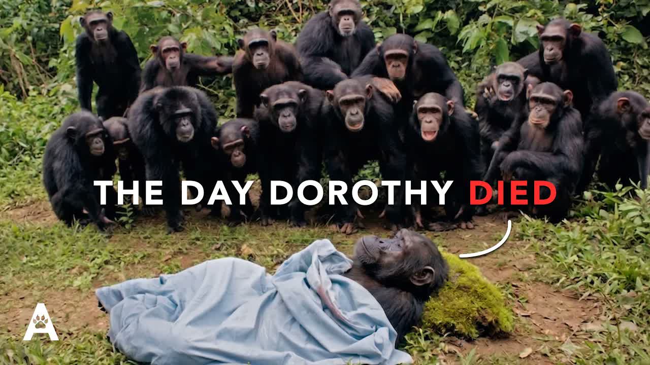 The Silence That Proved Animals Grieve