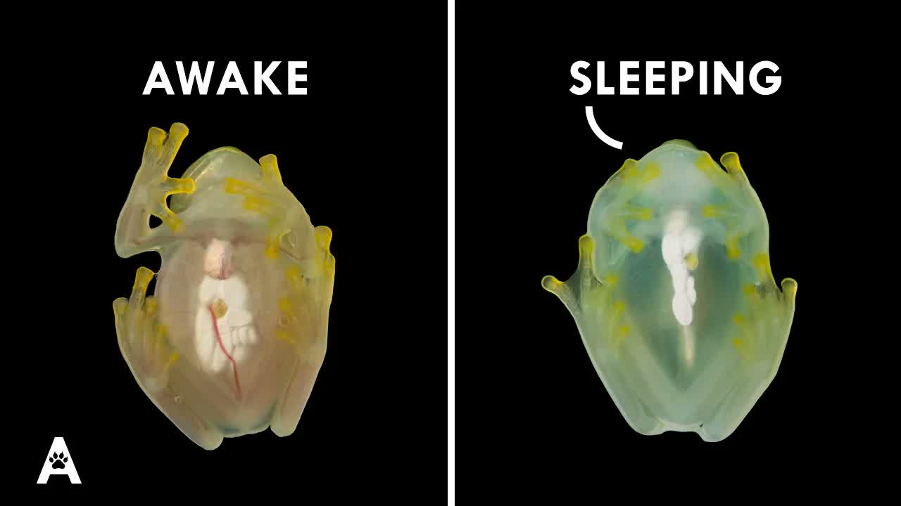 Glass Frog: The Animal That Turns Off Its Own Blood