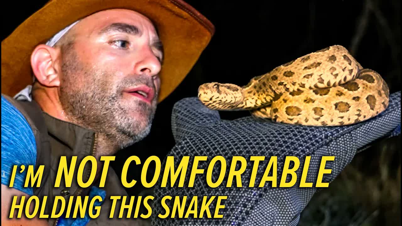 This Snake Kills 25,000 People a Year!