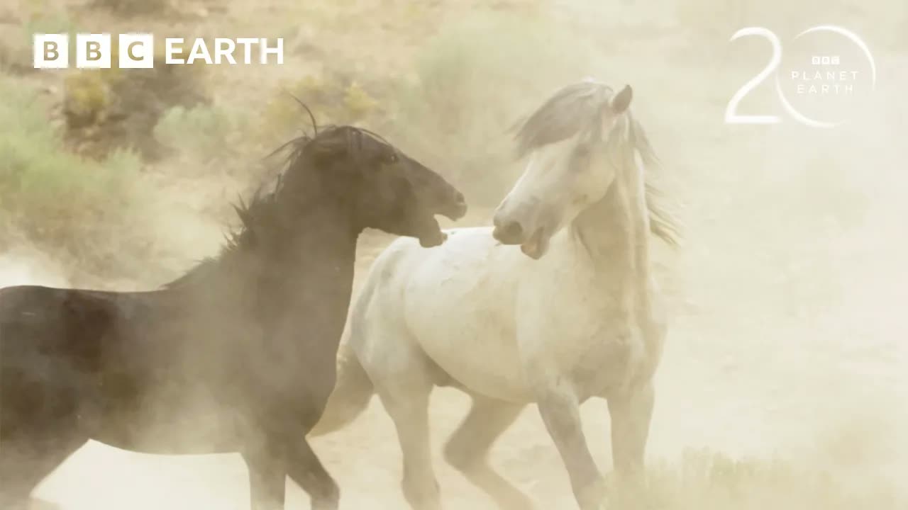 Stallions Battle for Dominance | 20 Years of Planet Earth | BBC Earth