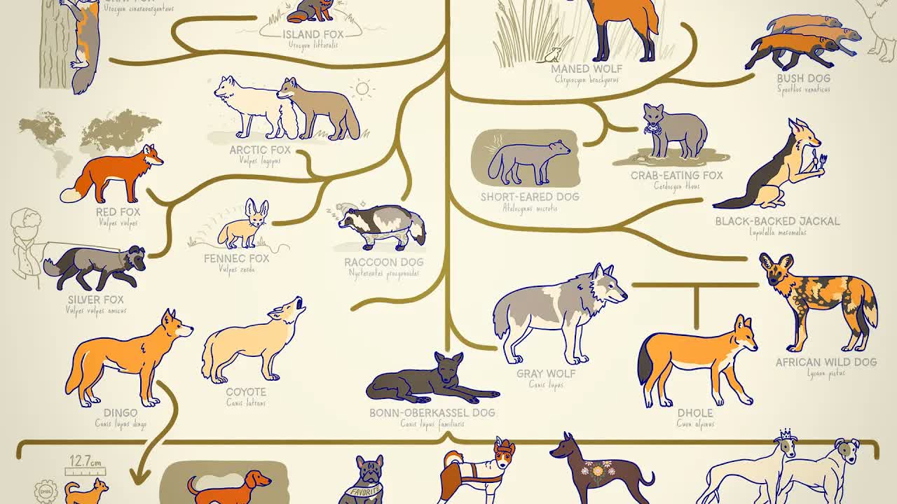 ALL THE DOGS, EXPLAINED
