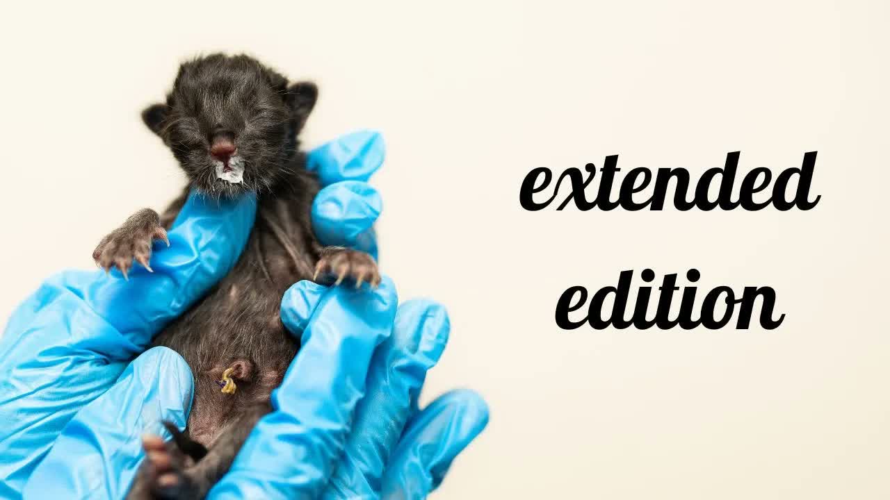 Kittens Anesthetized at Birth: *EXTENDED* Video of Saving Fragile Newborns