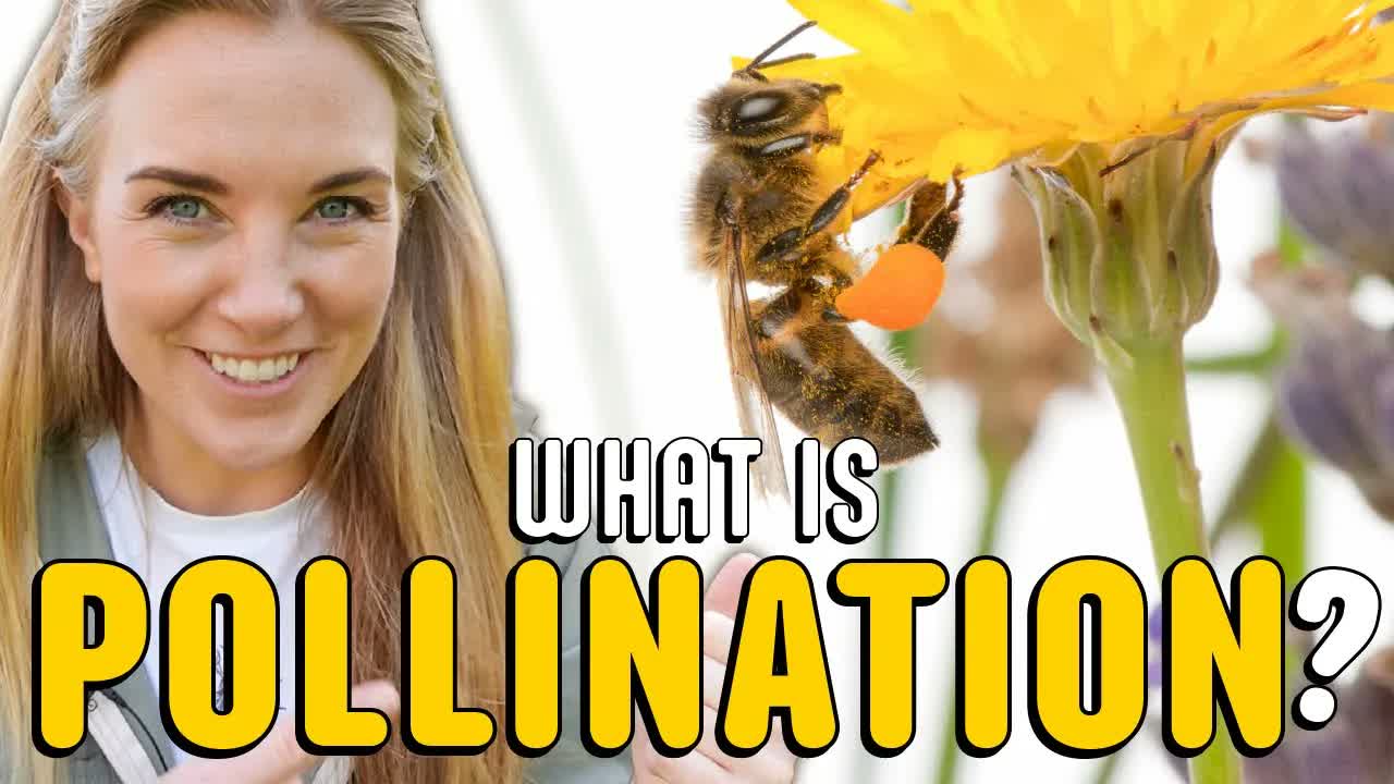 How does pollination work? 🐝 | Beekeeping with Maddie