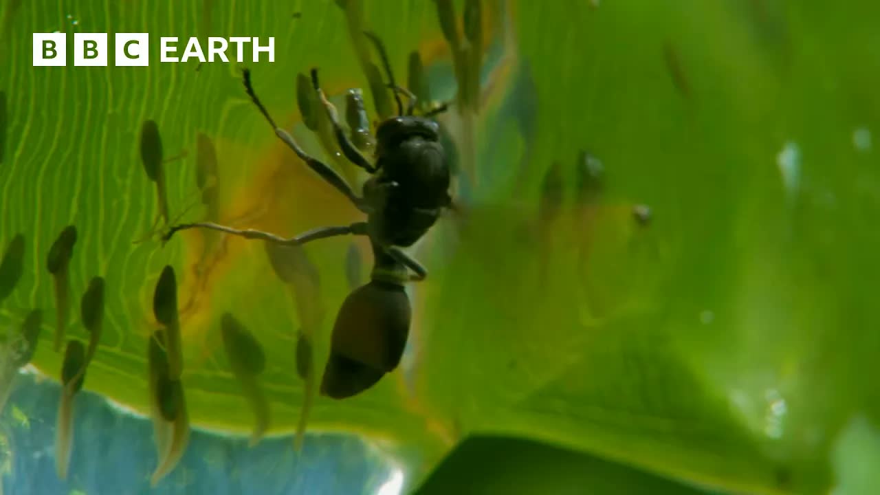 Tadpoles vs Wasps | BBC Earth